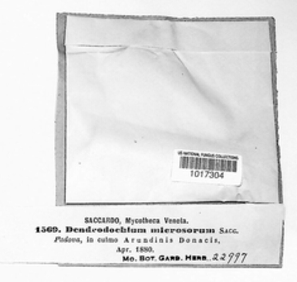 Dendrodochium image